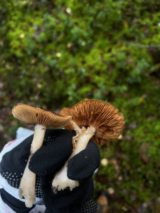 Гриб из Санкт-Петербург