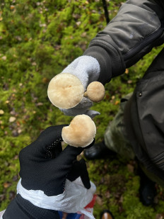 Гриб из Санкт-Петербург