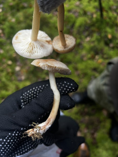 Гриб из Санкт-Петербург