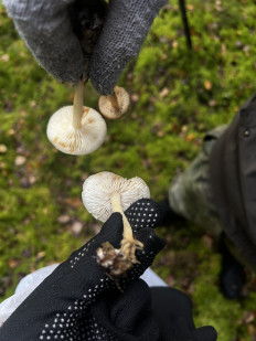 Гриб из Санкт-Петербург