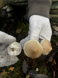 Гриб из Санкт-Петербург