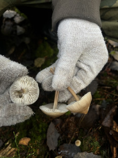 Гриб из Санкт-Петербург