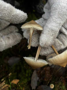 Гриб из Санкт-Петербург