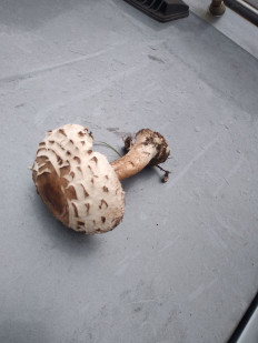 Гриб из Харьков