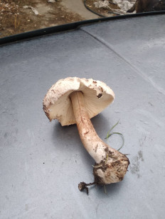 Гриб из Харьков