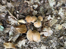 Гриб из Darmstadt