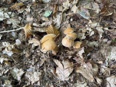 Гриб из Darmstadt