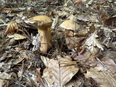 Гриб из Darmstadt