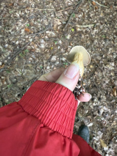 Гриб из Darmstadt