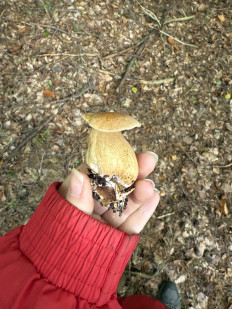 Гриб из Darmstadt