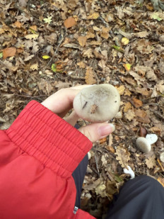 Гриб из Darmstadt