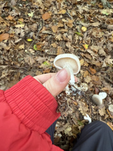 Гриб из Darmstadt