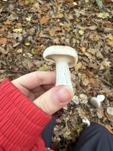 Гриб из Darmstadt