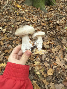 Гриб из Darmstadt