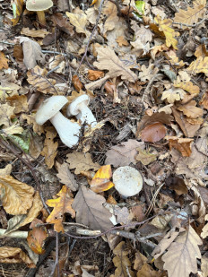 Гриб из Darmstadt