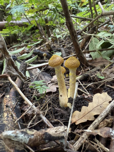 Гриб из Darmstadt