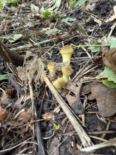 Гриб из Darmstadt