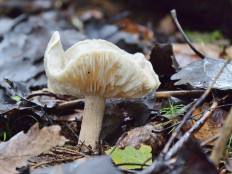 Гриб из Москва