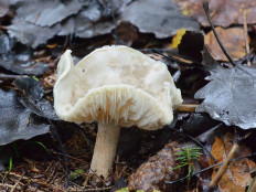 Гриб из Москва