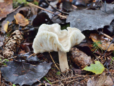 Гриб из Москва