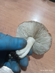 Гриб из Краснодаp