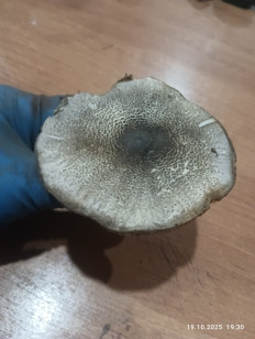 Гриб из Краснодаp