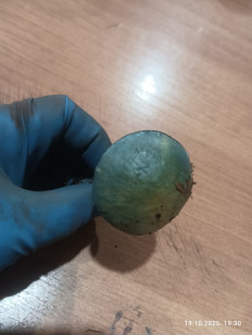 Гриб из Краснодаp