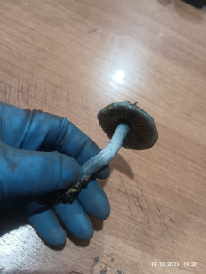 Гриб из Краснодаp