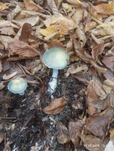 Гриб из Краснодаp