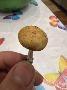 Гриб из Одесса