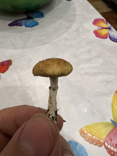 Гриб из Одесса