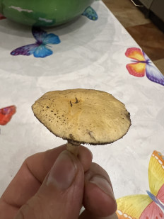 Гриб из Одесса