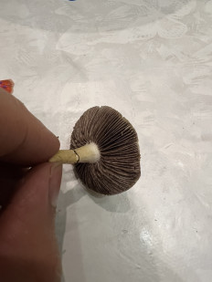 Гриб из Одесса