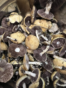 Гриб из Одесса