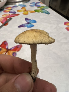 Гриб из Одесса