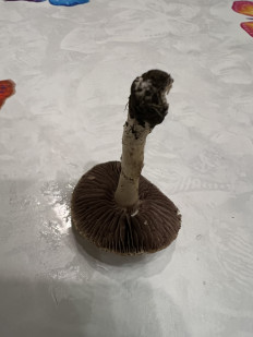 Гриб из Одесса