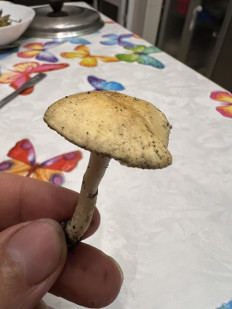 Гриб из Одесса