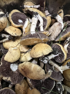 Гриб из Одесса