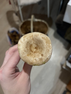 Гриб из Санкт-Петербург