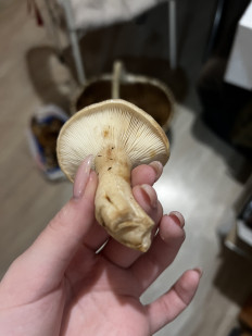 Гриб из Санкт-Петербург