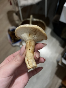 Гриб из Санкт-Петербург