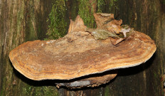 Гриб из Винница