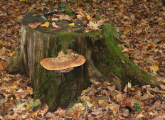 Гриб из Винница