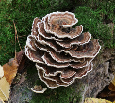 Гриб из Винница