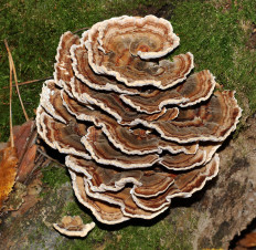 Гриб из Винница