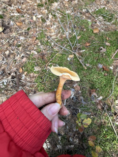 Гриб из Darmstadt