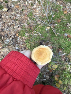 Гриб из Darmstadt