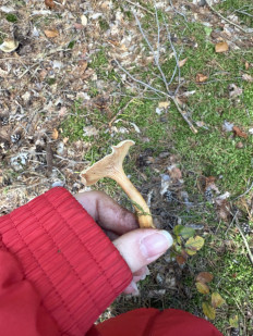 Гриб из Darmstadt