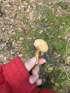 Гриб из Darmstadt