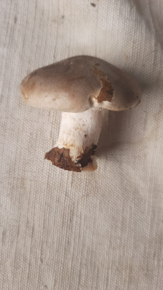 Гриб из Краснодар